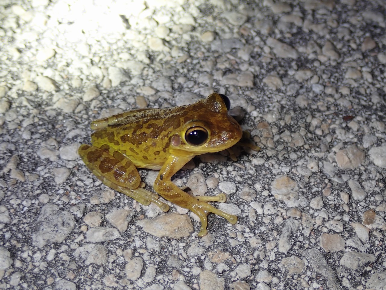 Osteopilus septentrionalis